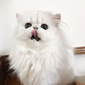 欧美亚洲精品无🈚视屏
